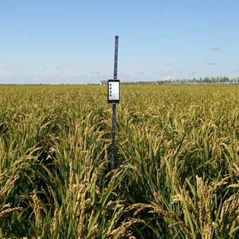 小麦株高测量仪 小麦株高测量仪