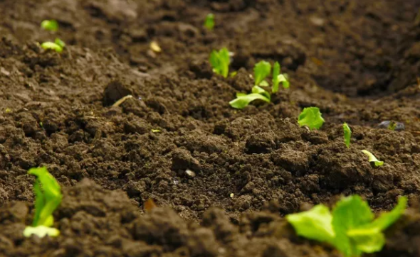 草莓视频污污免费APP有机质 草莓视频污污免费APP有机质
