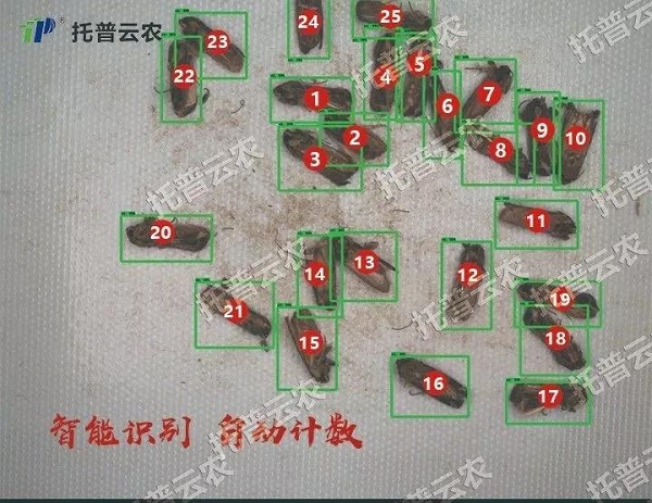 虫脸识别 虫脸识别