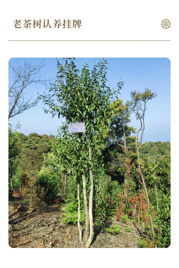 1716886335497426.jpg 7认养茶树实景图_副本.jpg